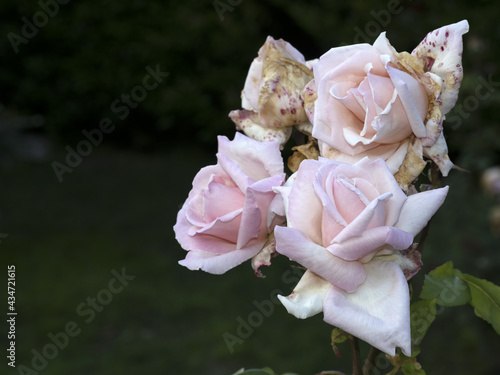 Rare rose flower at cultivation garden species Madame Caroline Testout photo