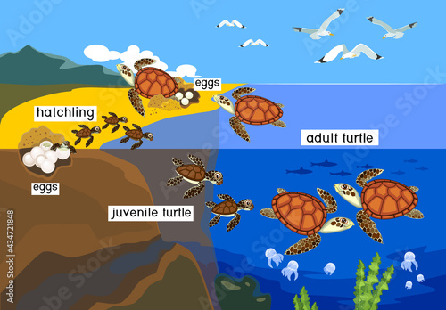 Life cycle of sea turtle. Sequence of stages of development of turtle from egg to adult animal in natural habitat