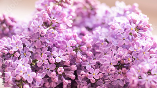 Beautiful floral spring background  banner with lilac branches. Lilac close-up  blurred bokeh background  sunlight. Lilac and pink flowers. 
