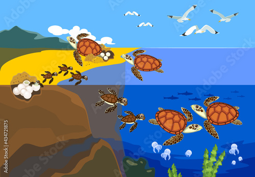 Life cycle of sea turtle. Sequence of stages of development of turtle from egg to adult animal in natural habitat