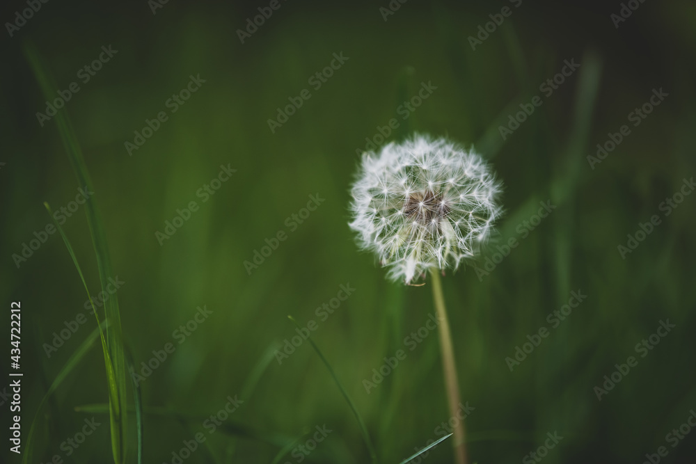 Löwenzahn - Pusteblume