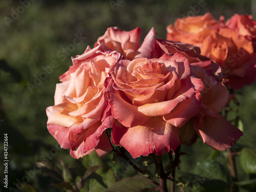 Rare rose flower at cultivation garden species Christofer Columbus photo