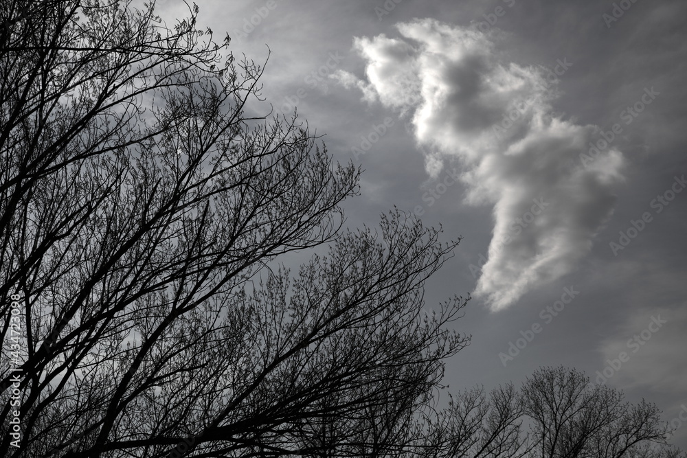 Obraz premium Alberi e nuvole