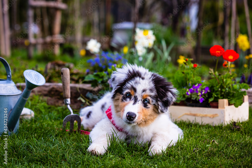 Portrait of a cute Australian Shepherd puppy in the garden.