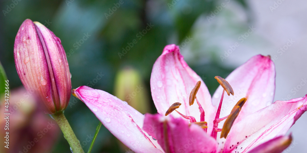 Pink lily shot in beautiful natural light isolated on blur background.