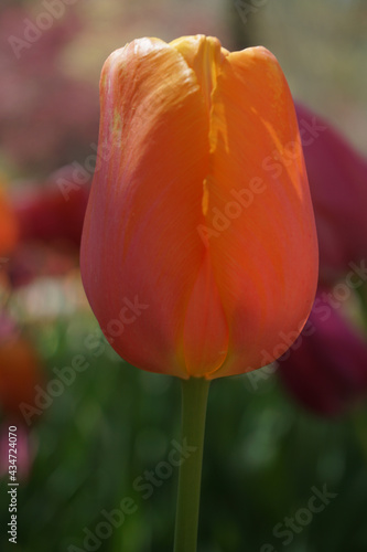 Orange tulip