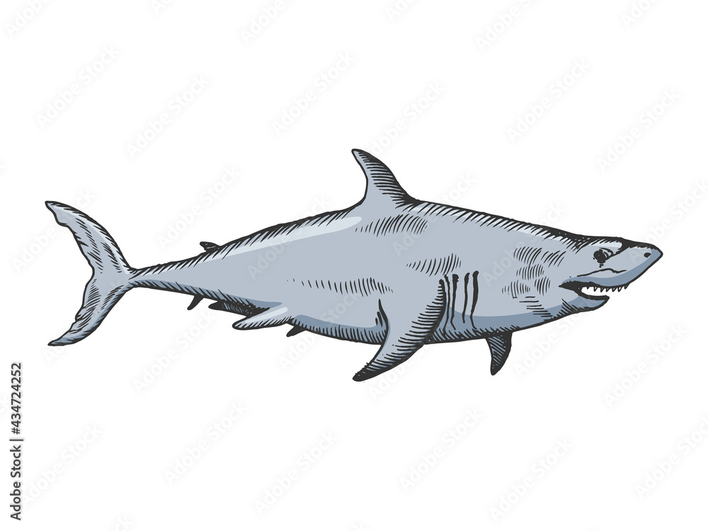 Fototapeta premium Shark ocean animal color line art sketch engraving vector illustration. T-shirt apparel print design. Scratch board imitation. Black and white hand drawn image.