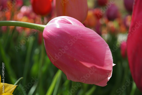 Pink Tulip