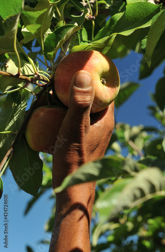 Harvest time at the end of summer when the apples are ripe and ready for hand picking