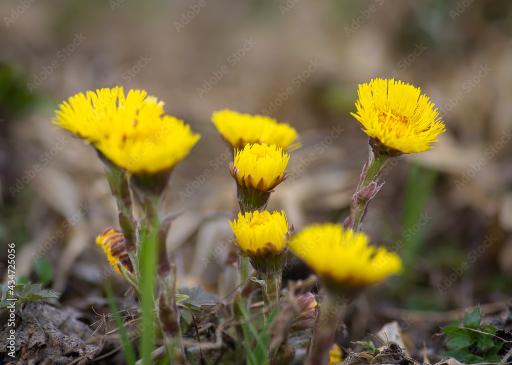 Closeup of bunch of yellow coltsfoot flowers growing in the green grass Closeup of bunch of yellow coltsfoot flowers growing in the green grass