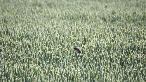 pequeñas aves buscando el grano más tierno entre los trigales verdes de mollerussa en primavera, lérida, españa, europa photo