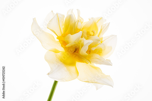 Daffodils in the glass vase