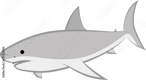 isolated shark