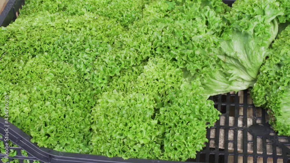 fresh salad is sold at the local market fresh salad is sold at the local market