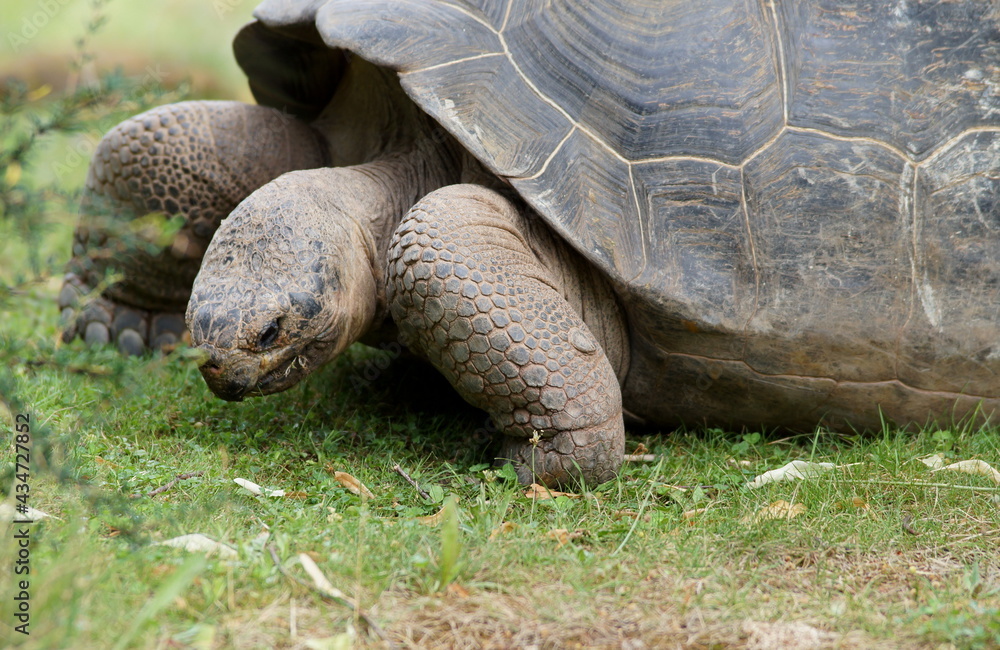 Fototapeta premium Galápagos giant tortoise, turtle eating grass