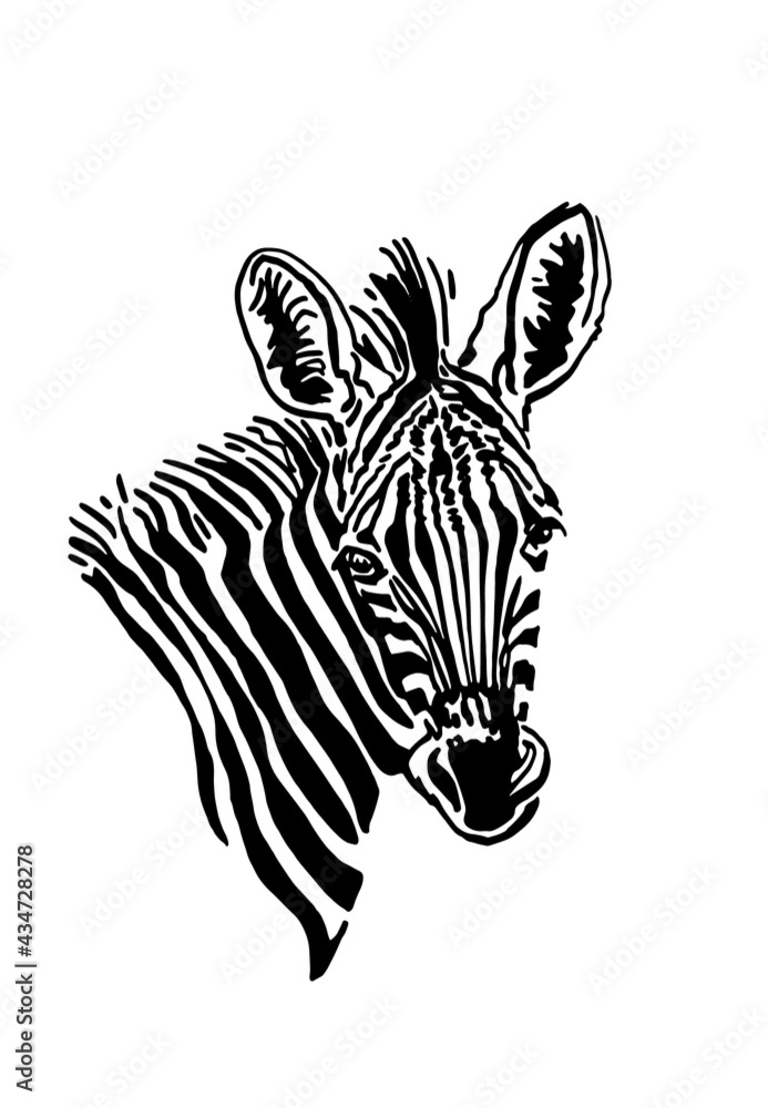 Vector portrait of zebra for tattoo,printing,design,illustration in graphical style