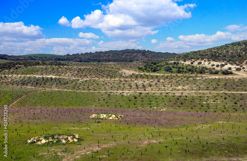 Andalusian meadows