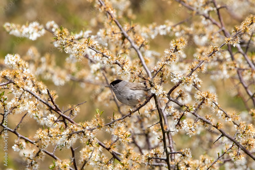 A Eurasian Blackcap bird perched in a tree surrounded by blossom A Eurasian Blackcap bird perched in a tree surrounded by blossom