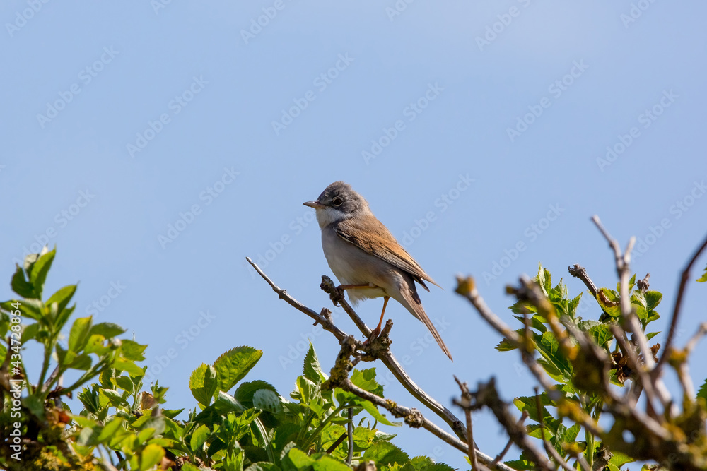 A whitethroat bird perched on a tree A whitethroat bird perched on a tree