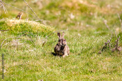 A Wild Rabbit suffering from myxomatosis with bloody eyes a symptom on the infection that is deadly to rabbits