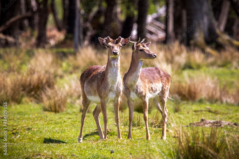 Wild Roe deer in the New forest, Hampshire Wild Roe deer in the New forest, Hampshire