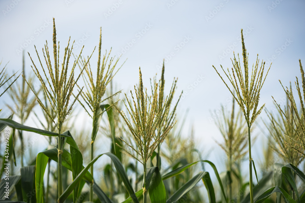 Obraz premium Corn farm
