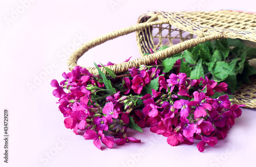 Purple lunaria flowers lie in a wicker basket on a white background  space for text
