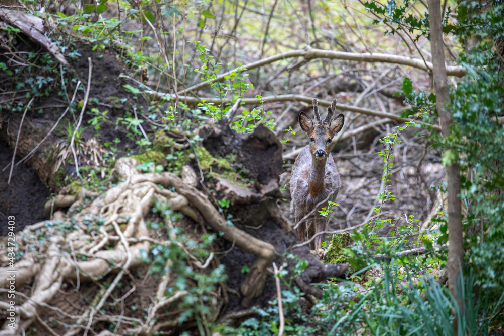 roe deer hind, Capreolus capreolus, looking at camera, hidden by fallen tree within woodland in Scotland during spring. roe deer hind, Capreolus capreolus, looking at camera, hidden by fallen tree within woodland in Scotland during spring.