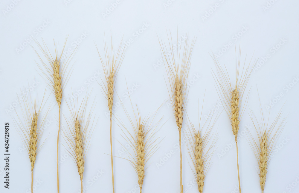 Wheat ears lay in raw on a white paper background. Top view, flat lay. Autumn composition, harvest concept