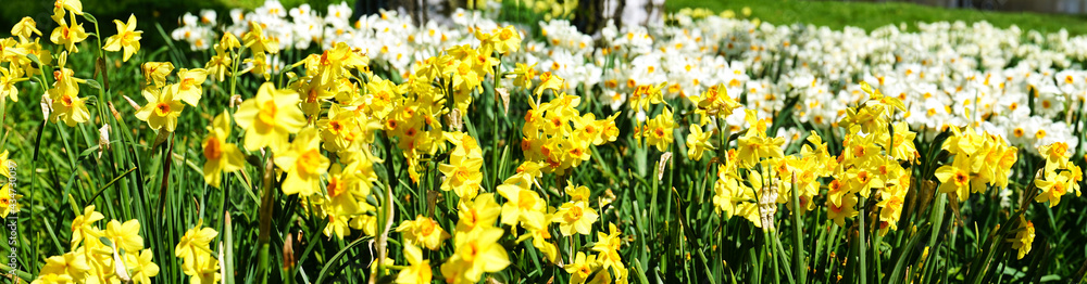 Obraz premium flower beds full of blooming daffodils, spring time 