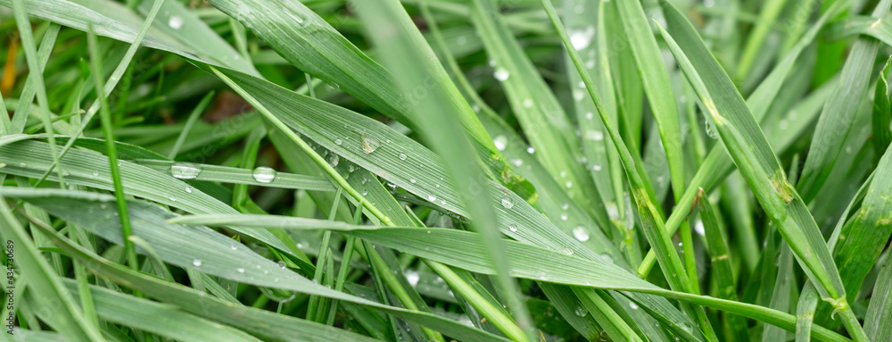 banner with dew drops on green grass. grass after rain. banner with dew drops on green grass. grass after rain.