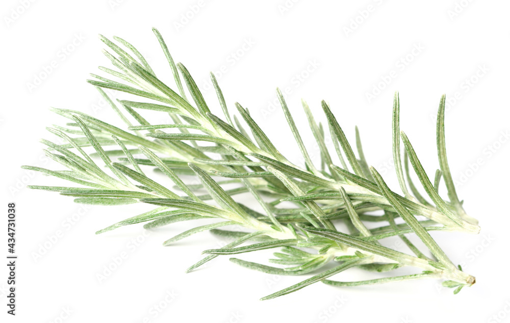 fresh curry plant isolated on white background