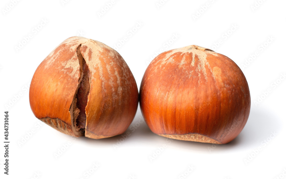 whole hazelnuts isolated on white background whole hazelnuts isolated on white background