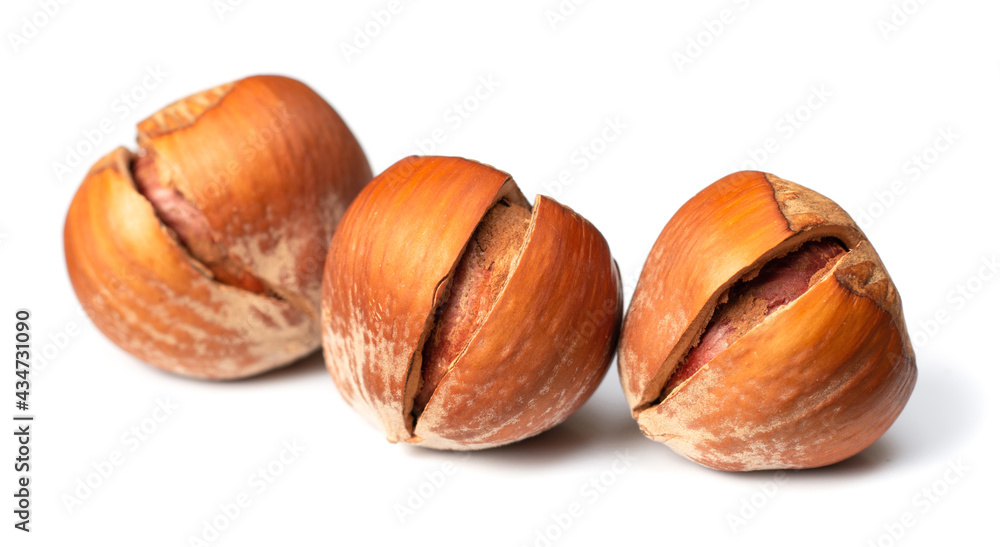 whole hazelnuts isolated on white background whole hazelnuts isolated on white background