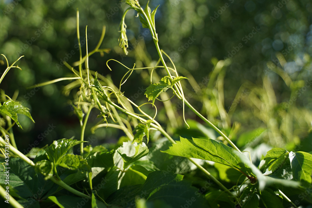 Fototapeta premium Blackberry sprouts, vines, veins, young leaves