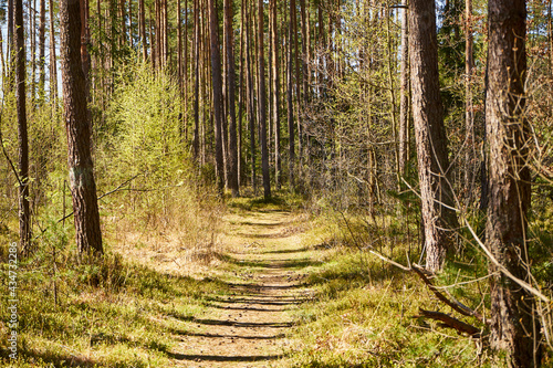 Fototapeta Naklejka Na Ścianę i Meble -  leśna wiosenna ścieżka