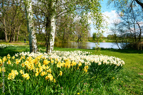 Flower bed of daffodils in blossom                                                              