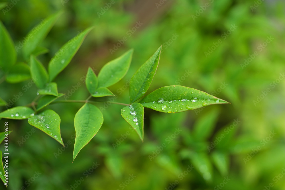 梅雨の葉 梅雨の葉