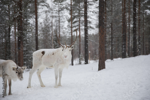 Reindeer © LightItUp