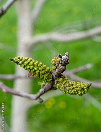 Frucht eines Walnussbaumes im Frühling