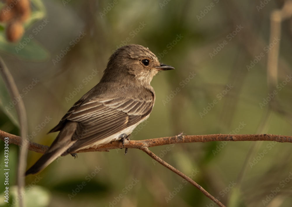 Closeup of a Spotted Flycatcher perched on a tree, Bahrain Closeup of a Spotted Flycatcher perched on a tree, Bahrain