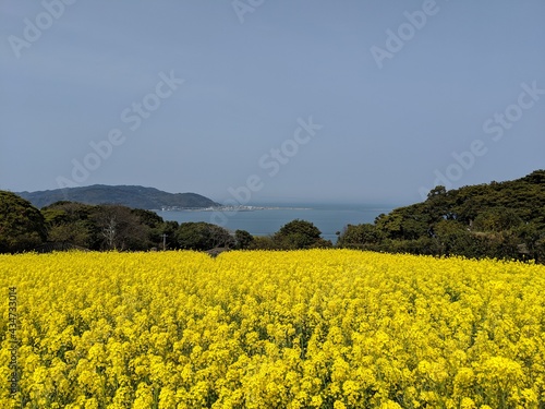rape blossoms