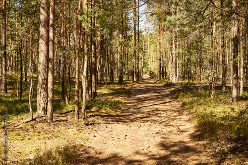 Fototapeta Naklejka Na Ścianę i Meble -  leśna wiosenna ścieżka