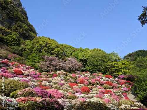 azalea