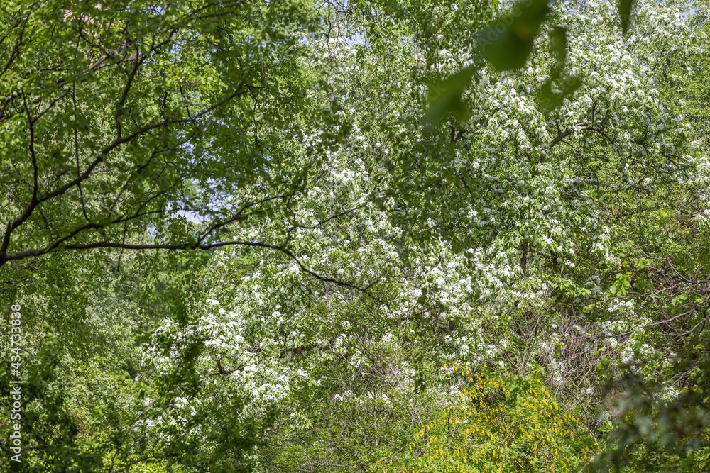 Fototapeta premium Apple tree branches with picturesque blossoming white flowers in a spring garden