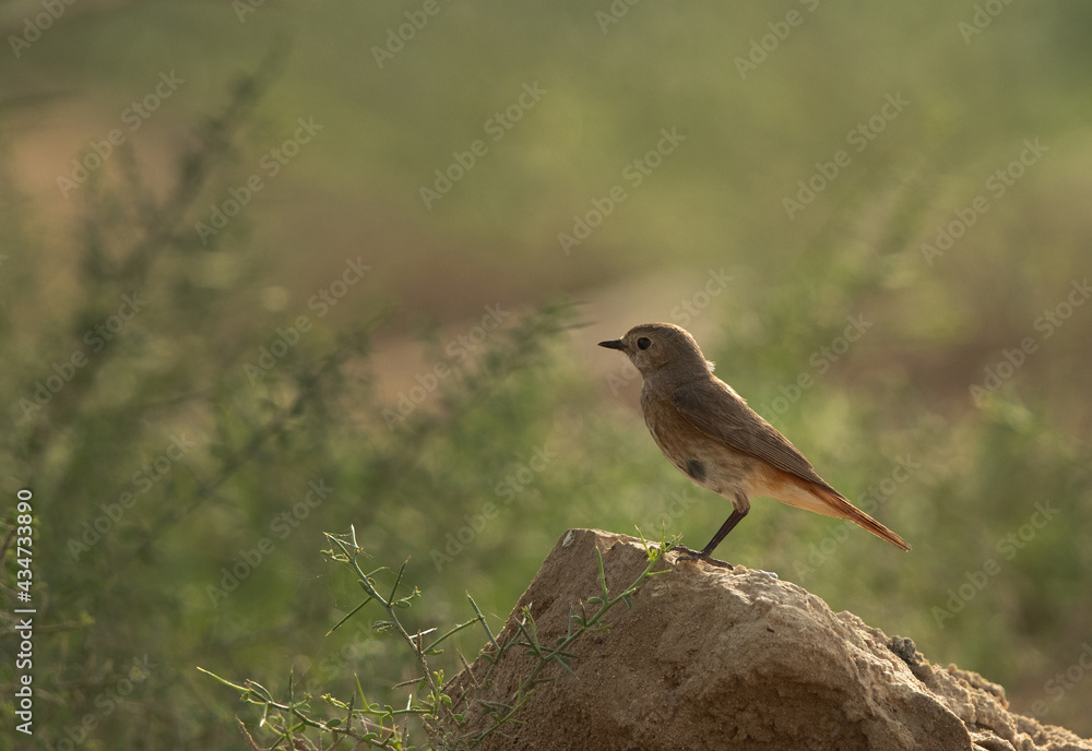 Common Redstart perched on a rock, Bahrain Common Redstart perched on a rock, Bahrain