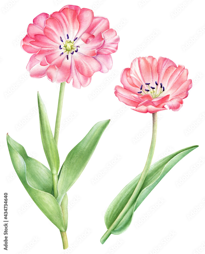 Fototapeta premium Collection of watercolor pink tulip flowers