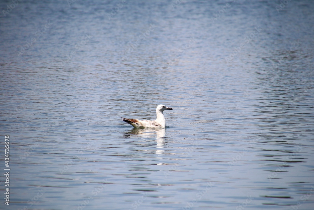 ducks on the lake ducks on the lake