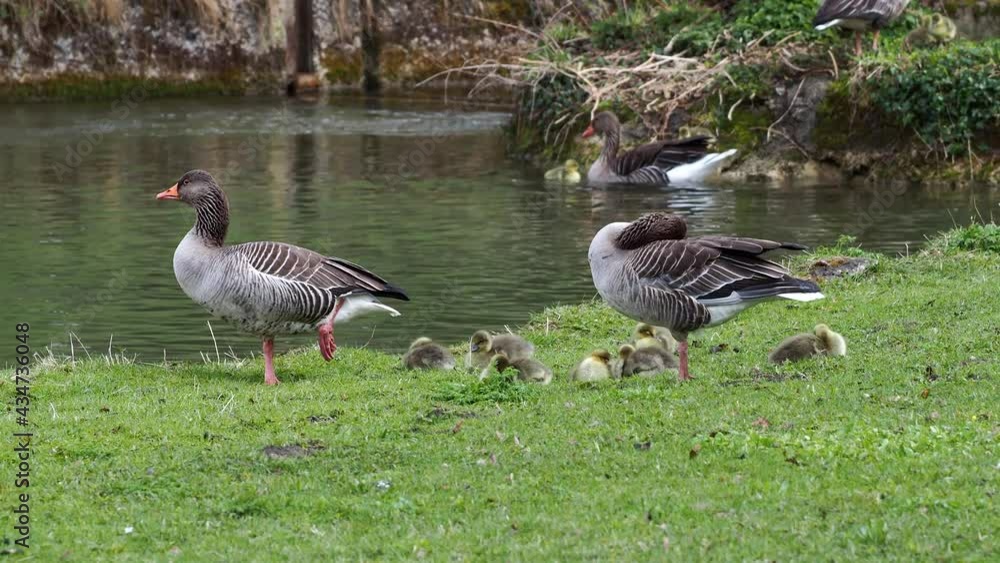 Family of greylag geese with small babies. The greylag goose, Anser anser is a large goose species of the waterfowl family Anatidae Family of greylag geese with small babies. The greylag goose, Anser anser is a large goose species of the waterfowl family Anatidae