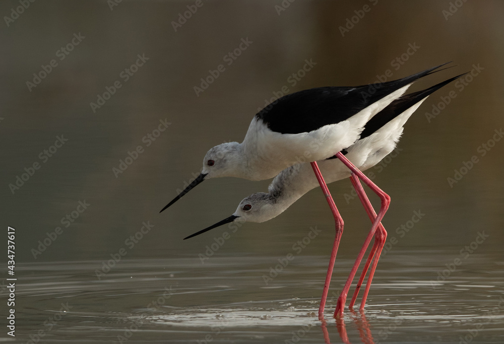Fototapeta premium Black-winged Stilts courtship display at Asker Marsh , Bahrain